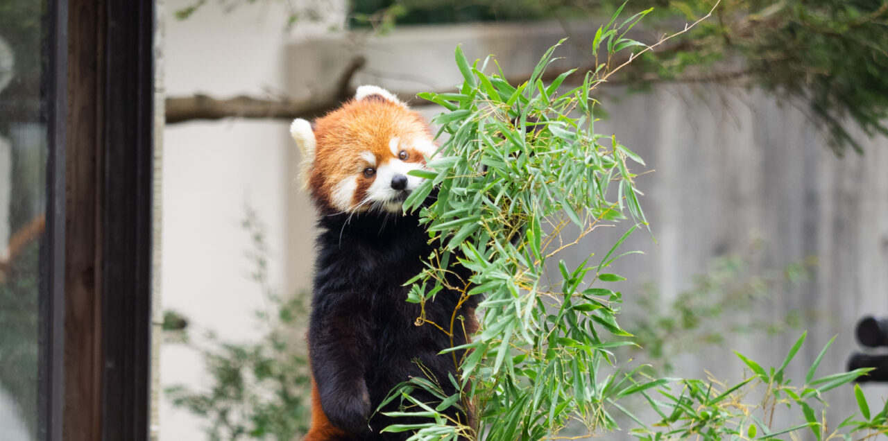 千葉市動物公園